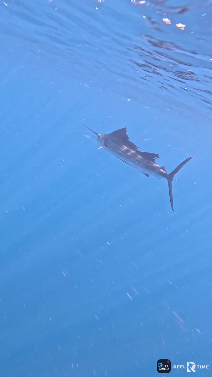 Sailfish release documented with ReelCam